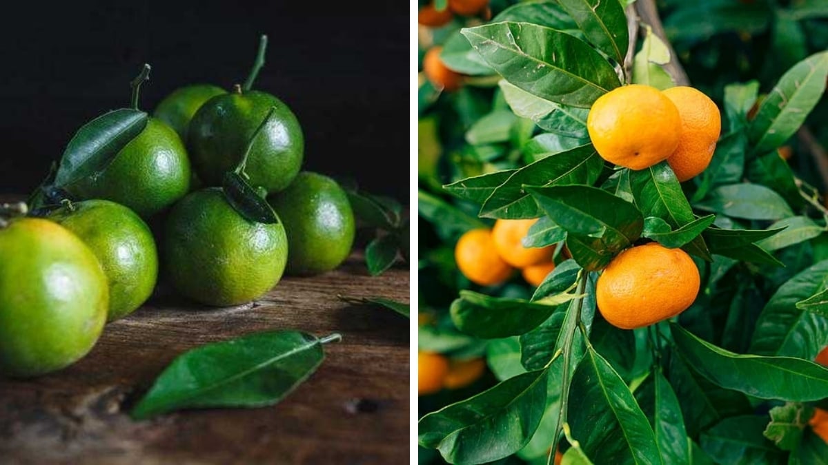 Yeşil mi, turuncu mu? Mandalina sağlık yarışında hangisi öne çıkıyor?