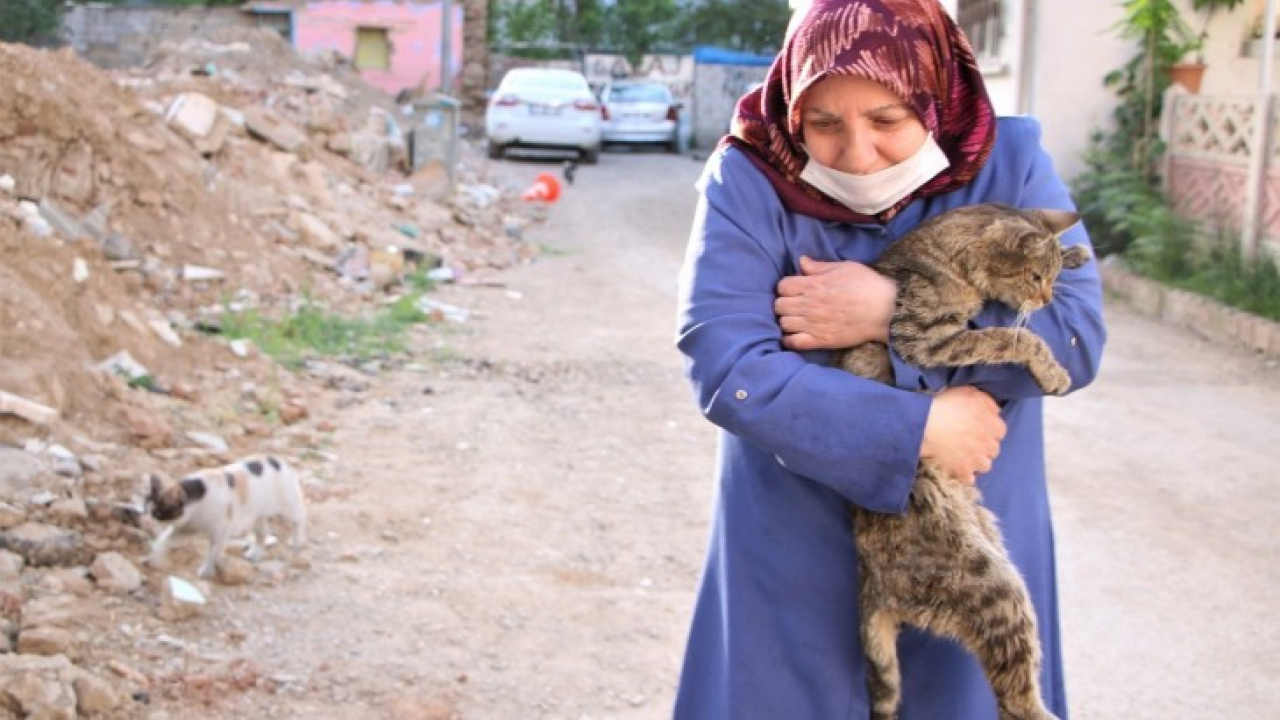 Fatma teyze, 35 kediye anne şefkatiyle bakıyor